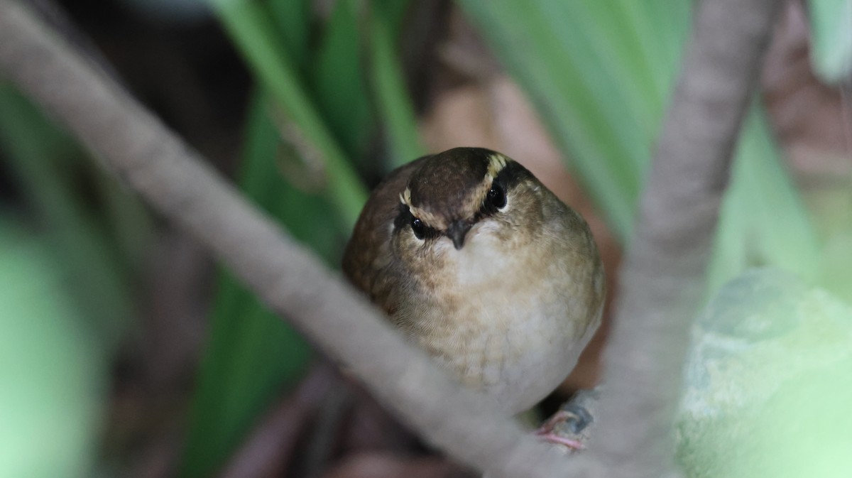 Asian Stubtail - ML645427801