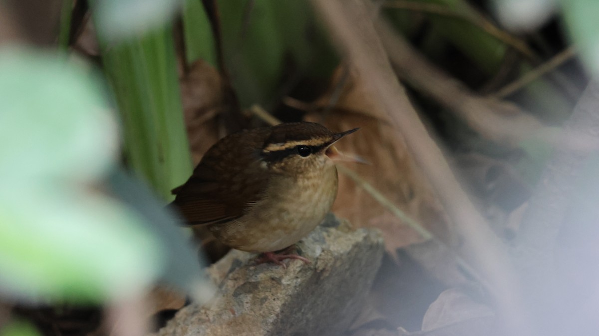 Asian Stubtail - ML645427802