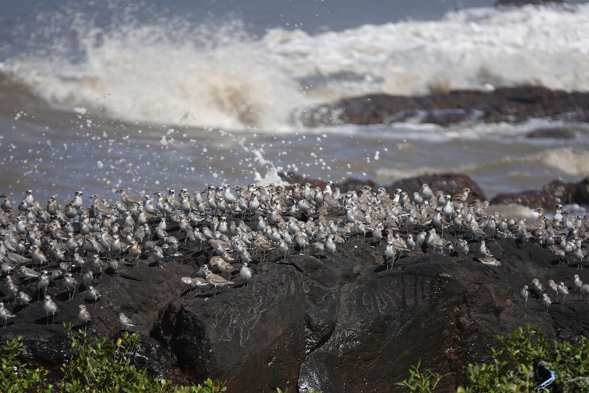 Curlew Sandpiper - ML645427804