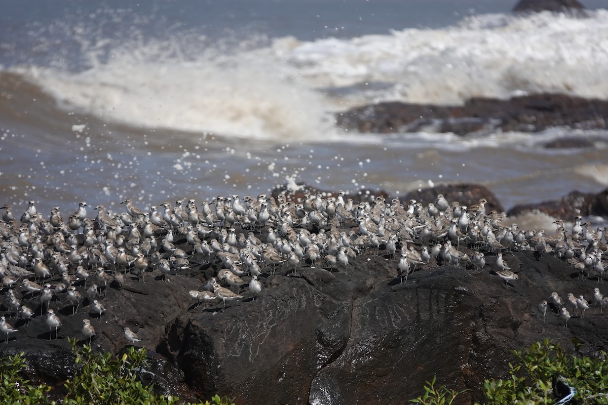 Curlew Sandpiper - ML645427805