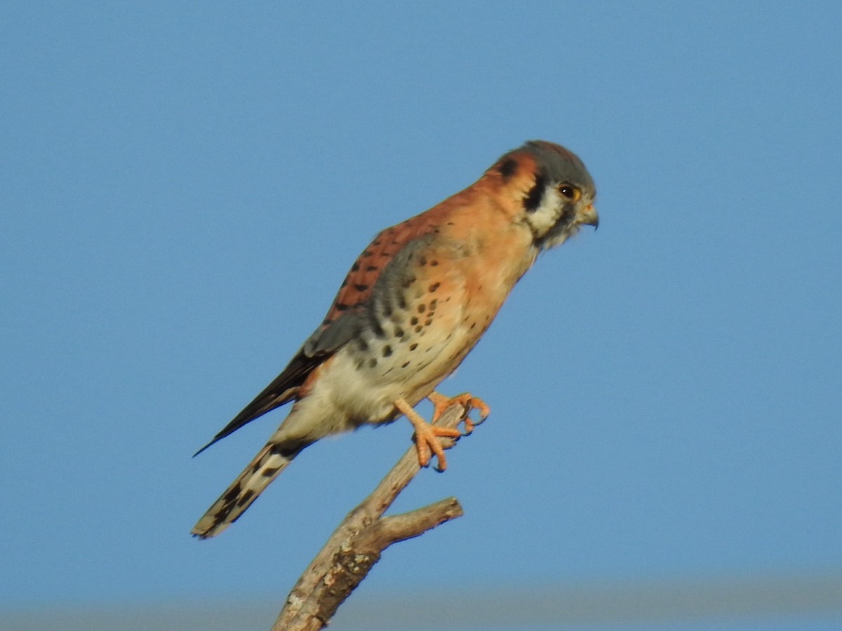American Kestrel - ML645427808