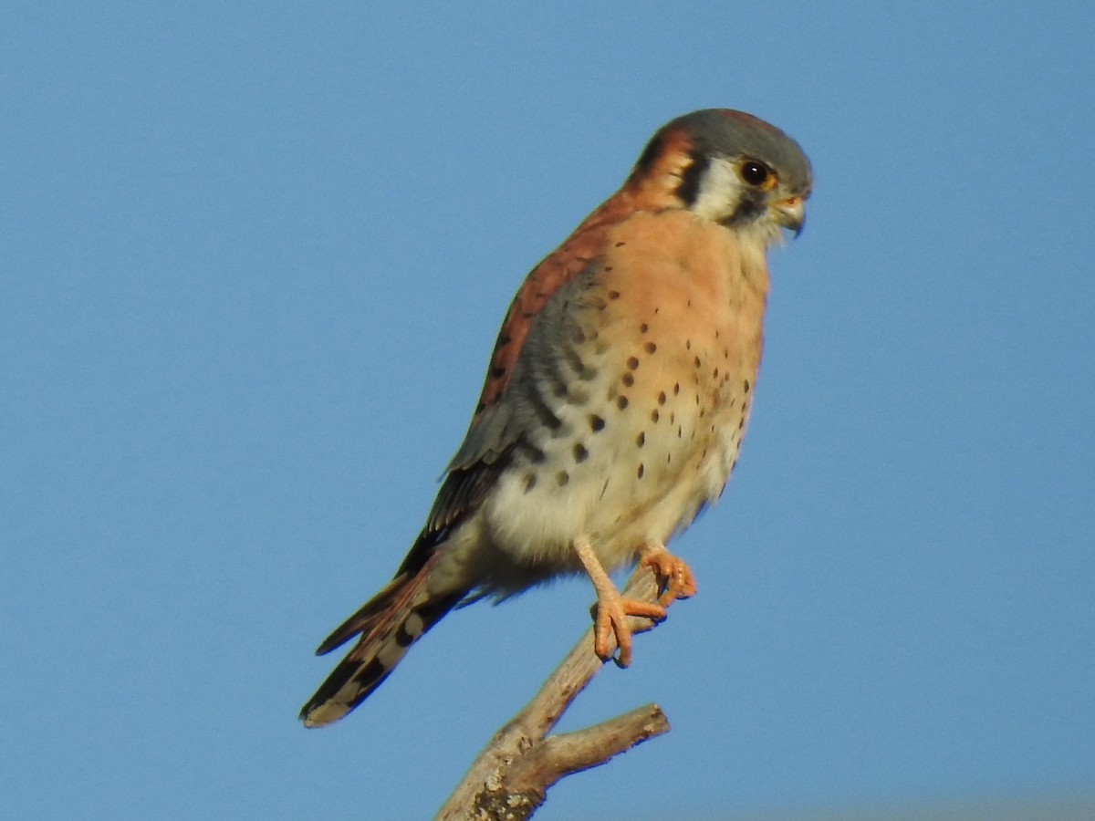 American Kestrel - ML645427809