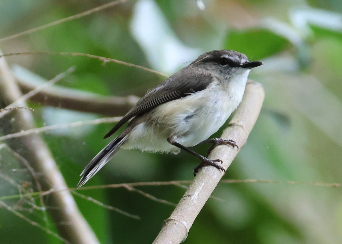Brown Gerygone - ML645427810
