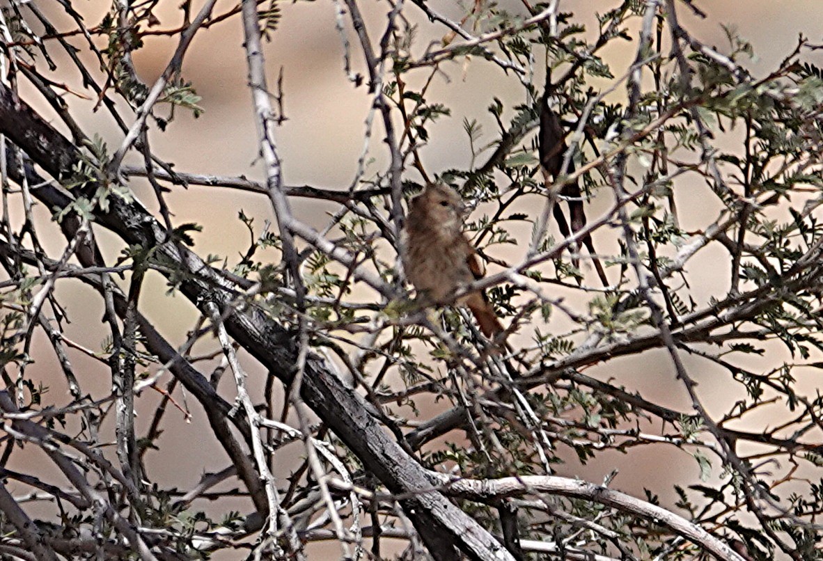 Black-headed Canary (Damara) - ML645427813