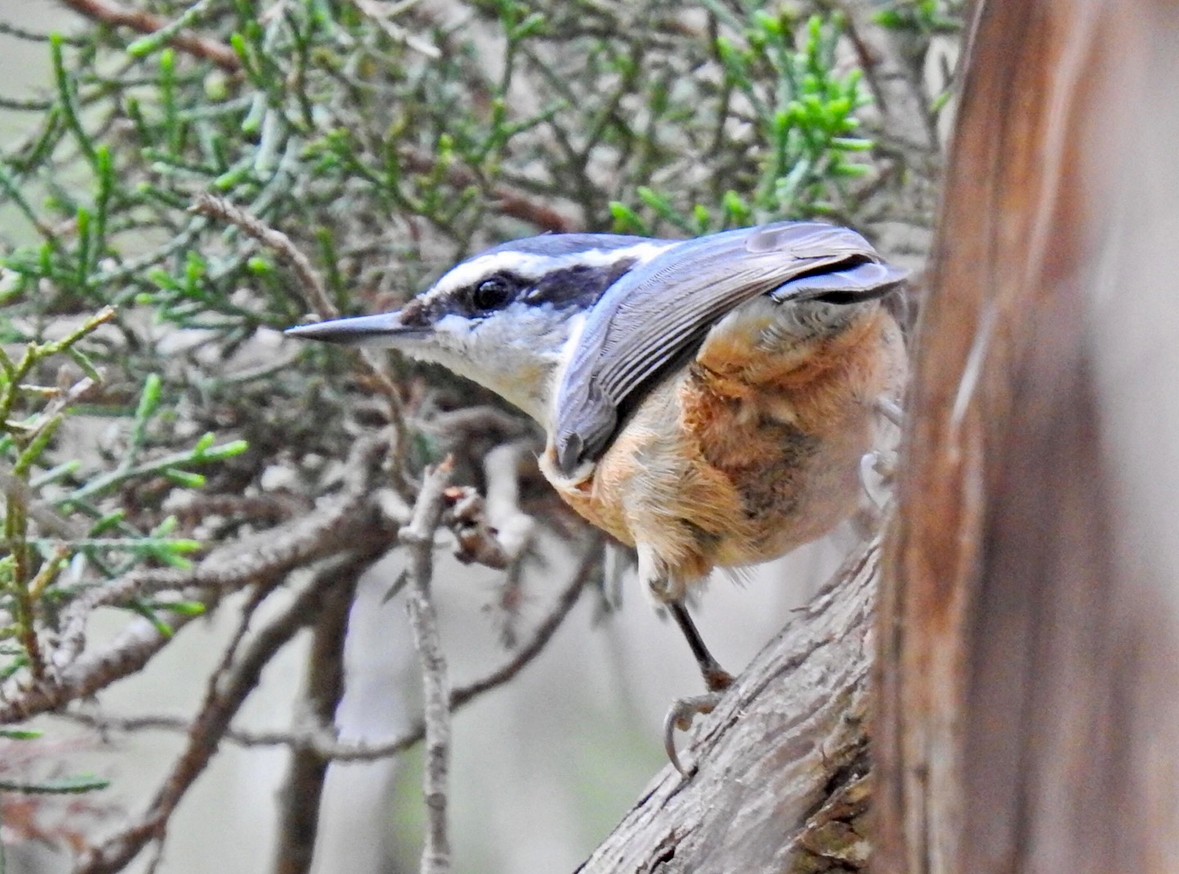 Red-breasted Nuthatch - ML645427815