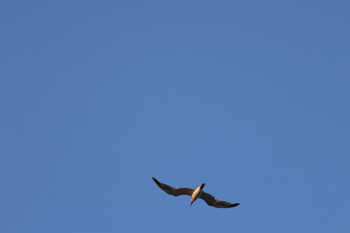Caspian Tern - ML645427816