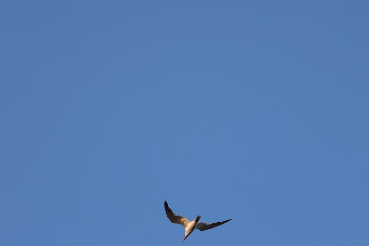 Caspian Tern - ML645427817