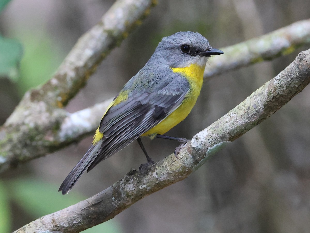 Eastern Yellow Robin - ML645427818