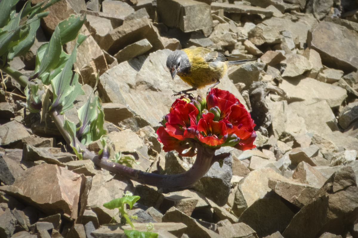 Gray-hooded Sierra Finch - ML645427819
