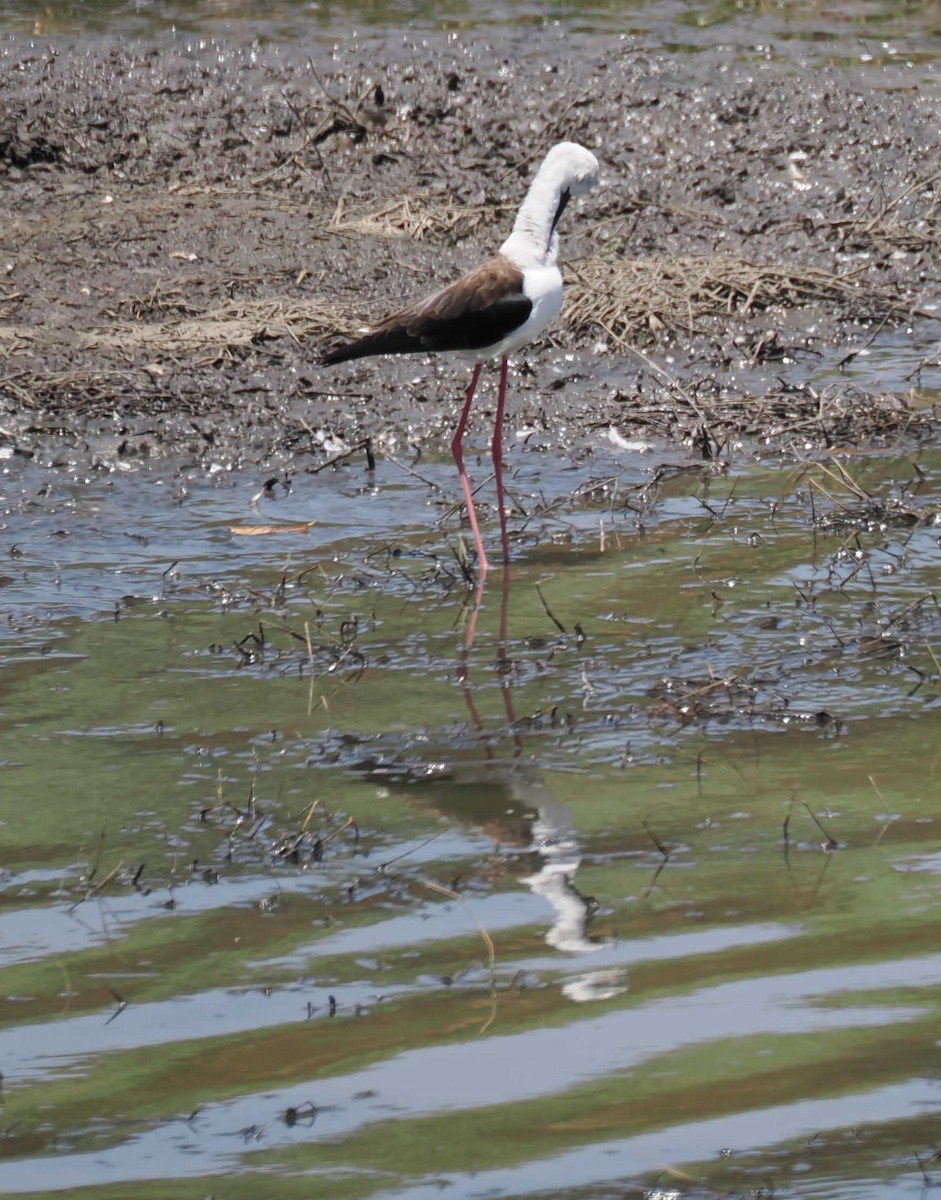 Black-winged Stilt - ML645427820