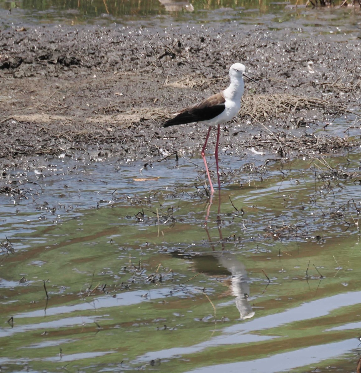 Black-winged Stilt - ML645427821