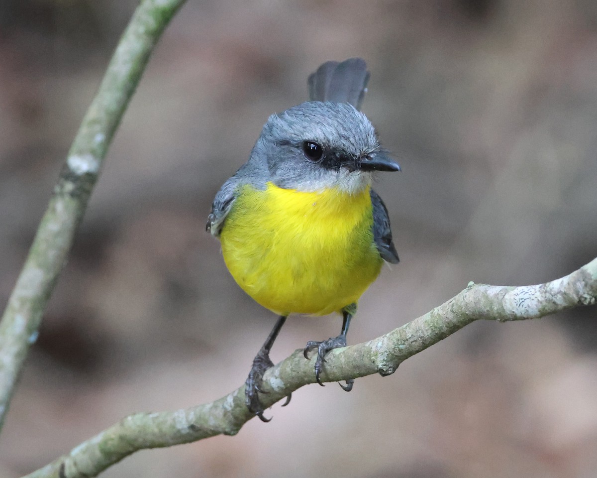 Eastern Yellow Robin - ML645427822