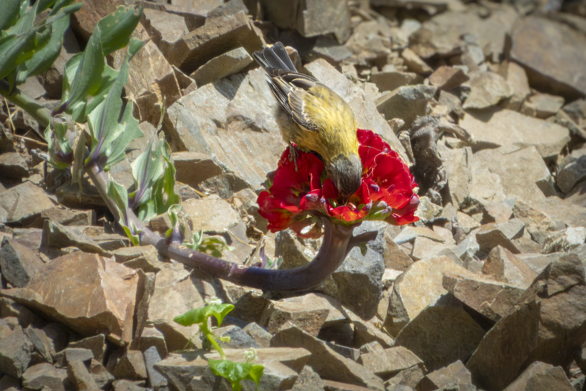 Gray-hooded Sierra Finch - ML645427823