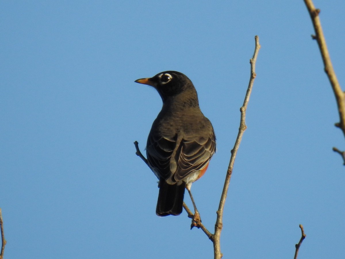 American Robin - ML645427826