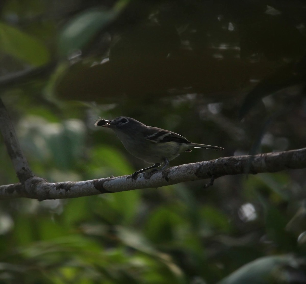 Plumbeous Vireo - ML645427828