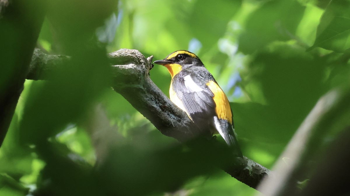 黃眉黃鶲 - ML645427829