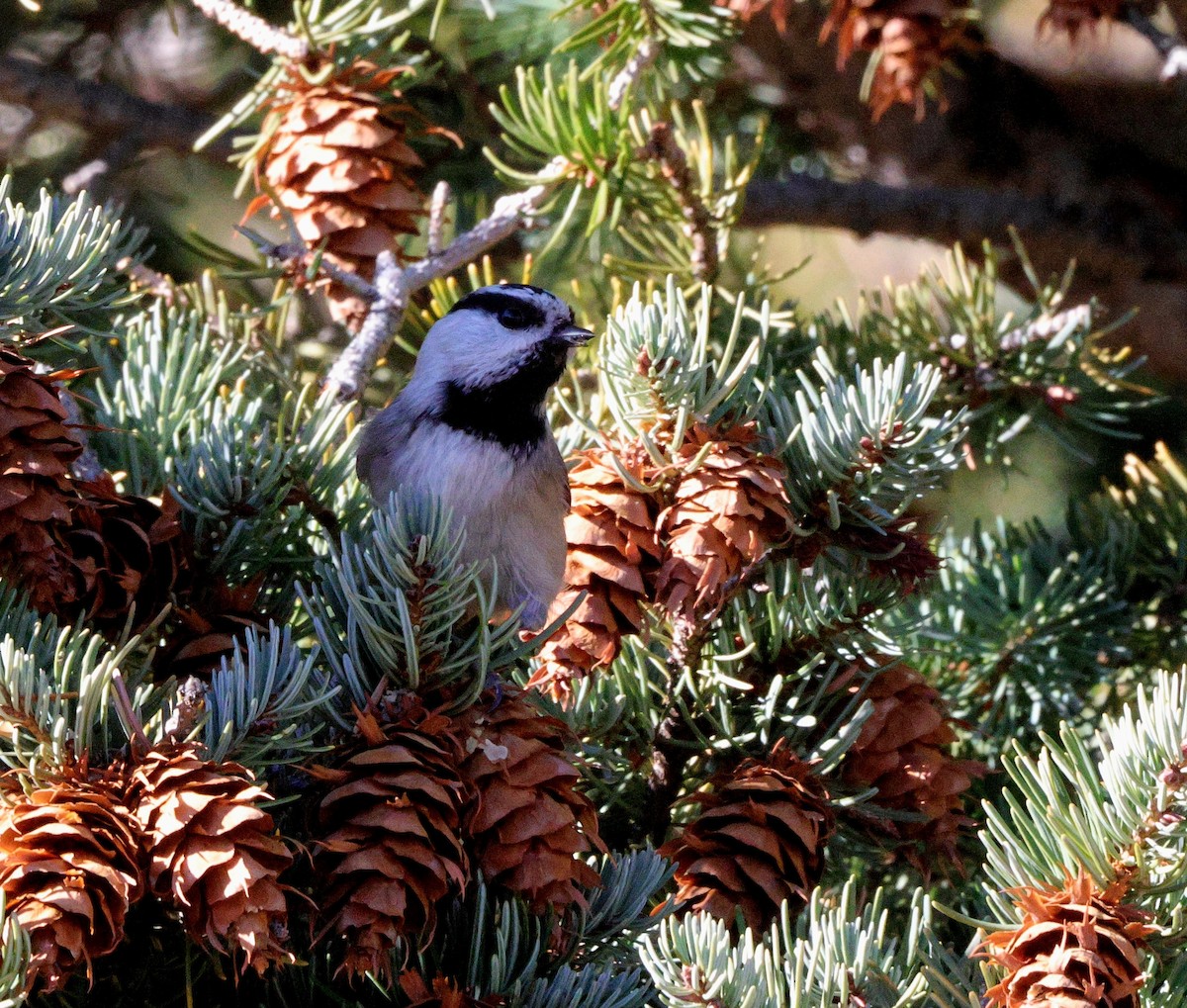 Mountain Chickadee - ML645427833