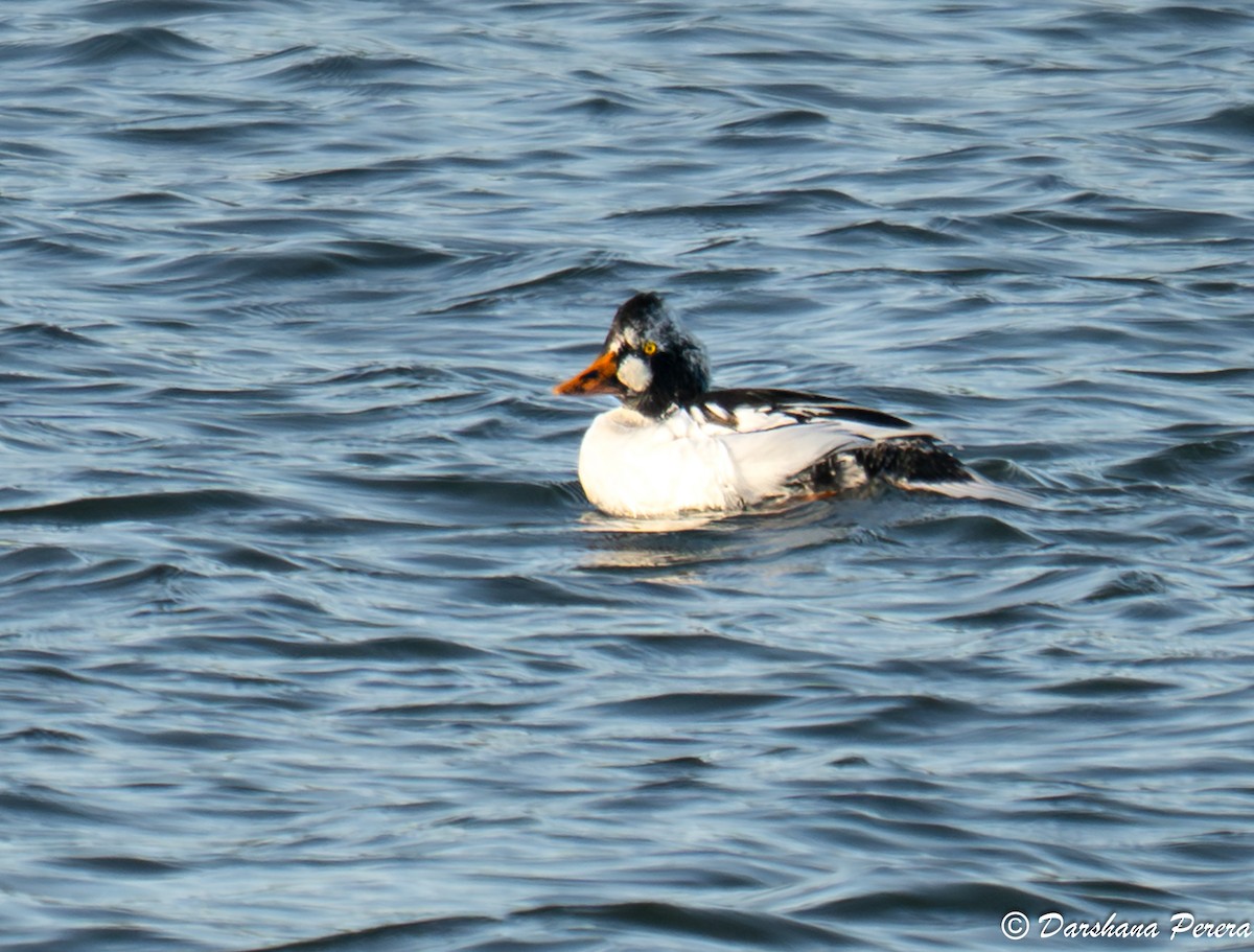 Алаг шунгаач - ML645427834