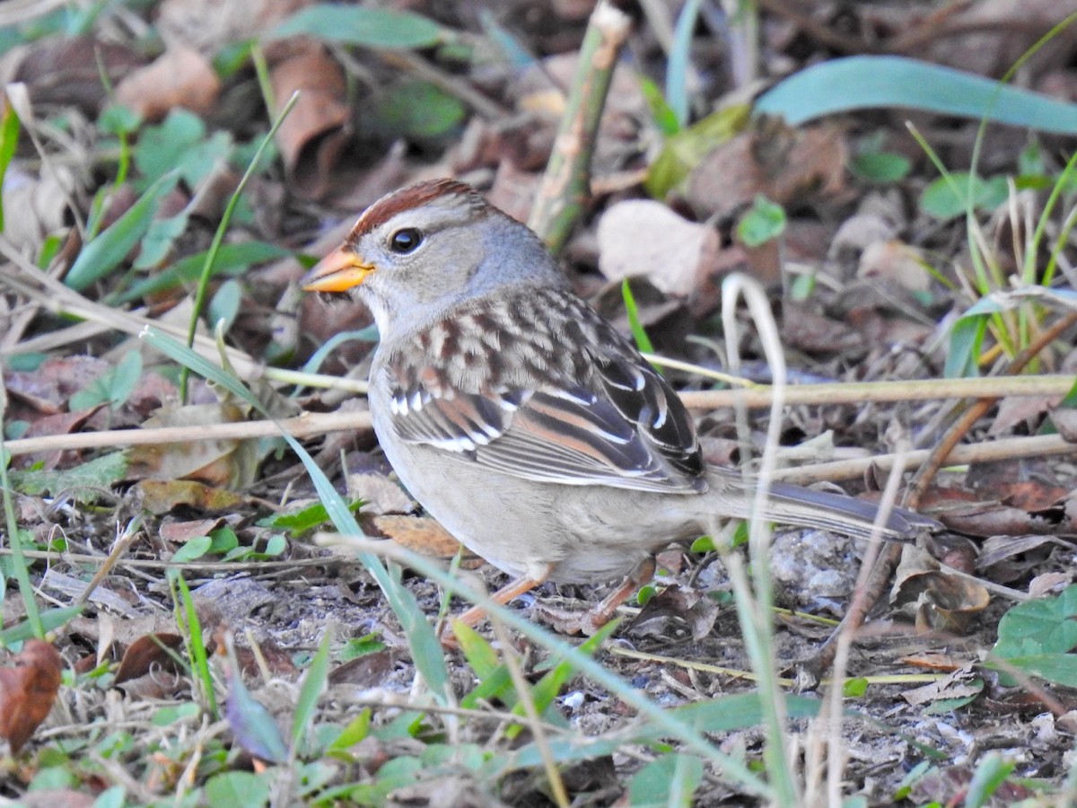 strnadec bělopásý - ML645427835