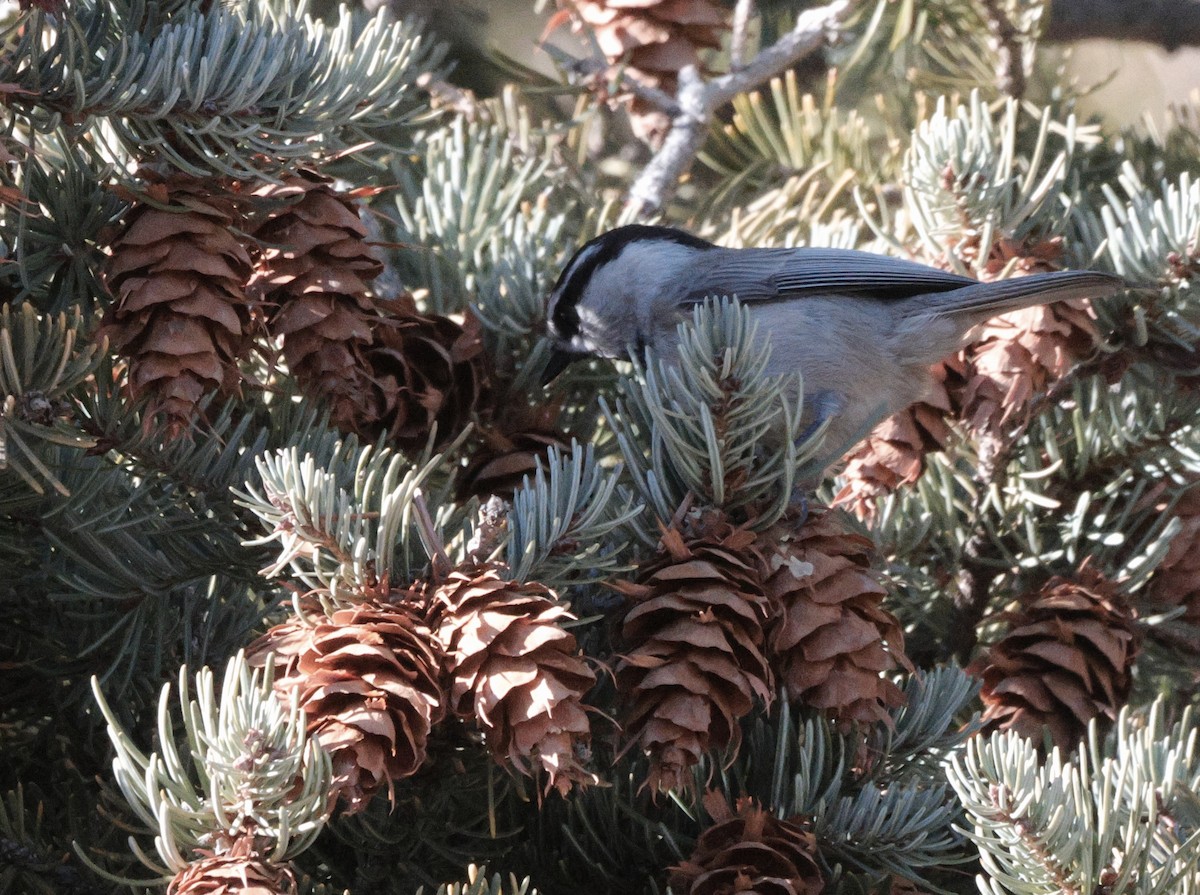 Mountain Chickadee - ML645427837