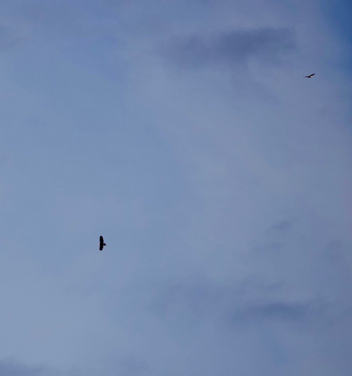 ハクトウワシ - ML645427840