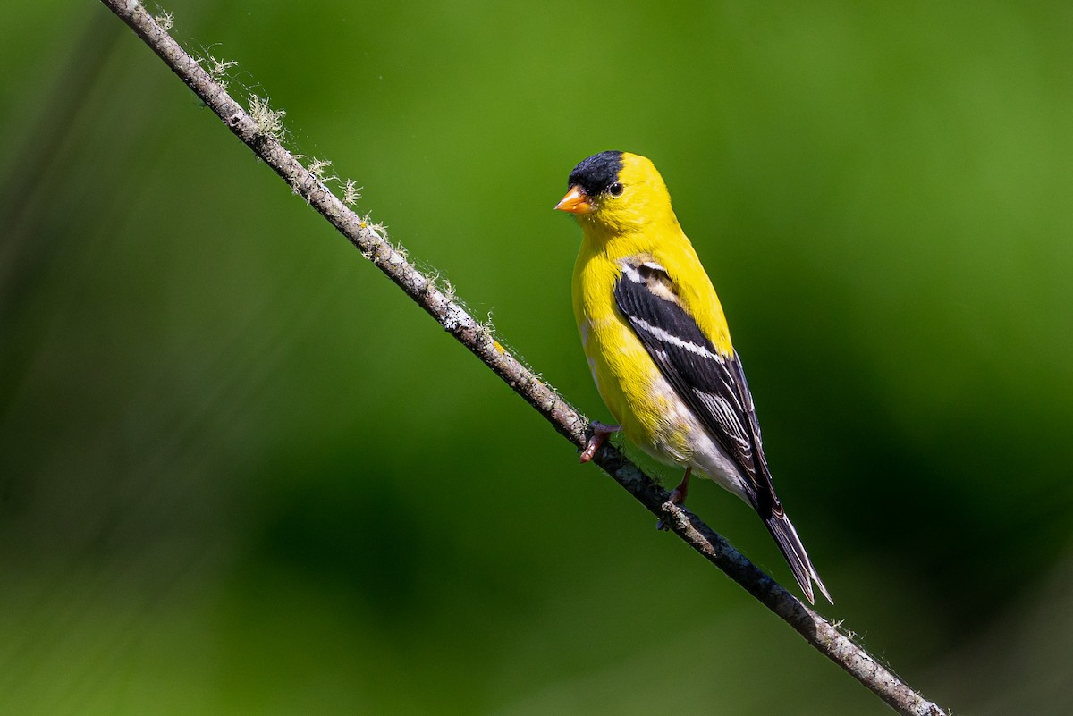American Goldfinch - ML645427841