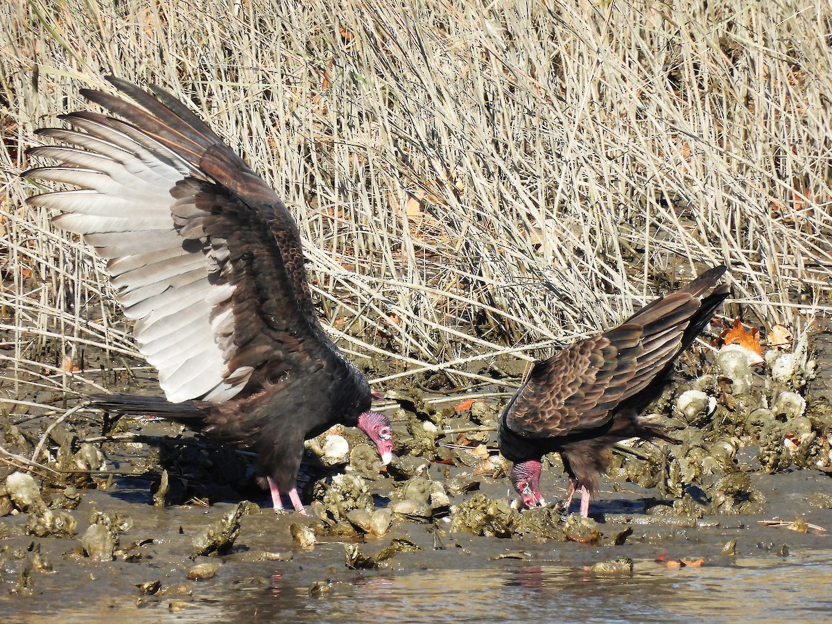 Turkey Vulture - ML645427844