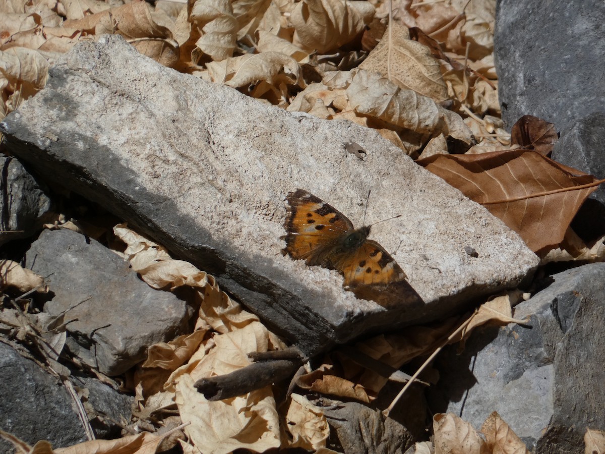 カリフォルニアヒオドシ - ML645427845