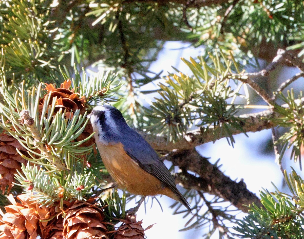 Red-breasted Nuthatch - ML645427847