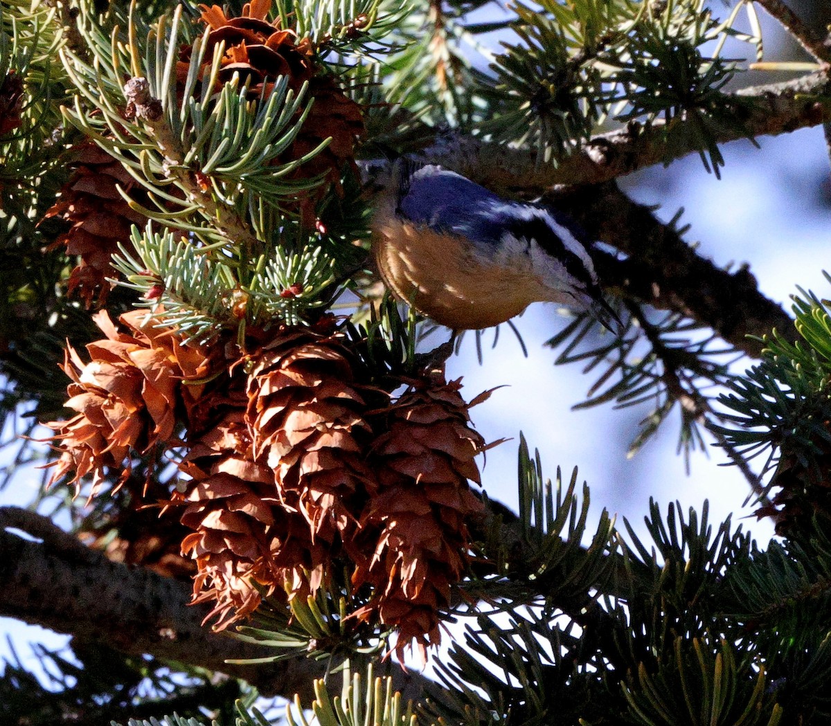 Red-breasted Nuthatch - ML645427852