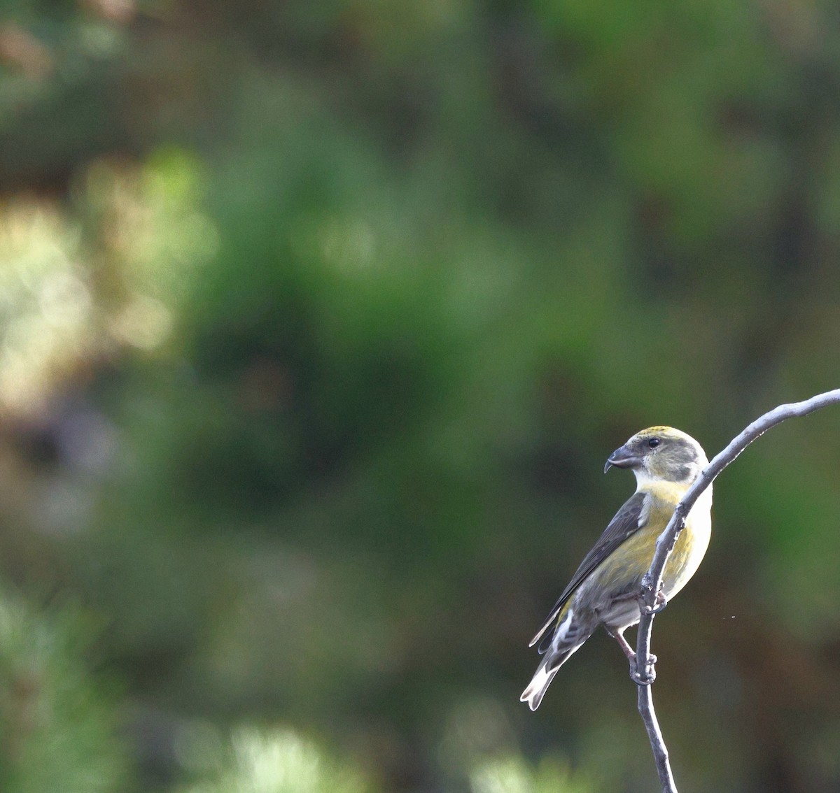 Red Crossbill - ML645427855