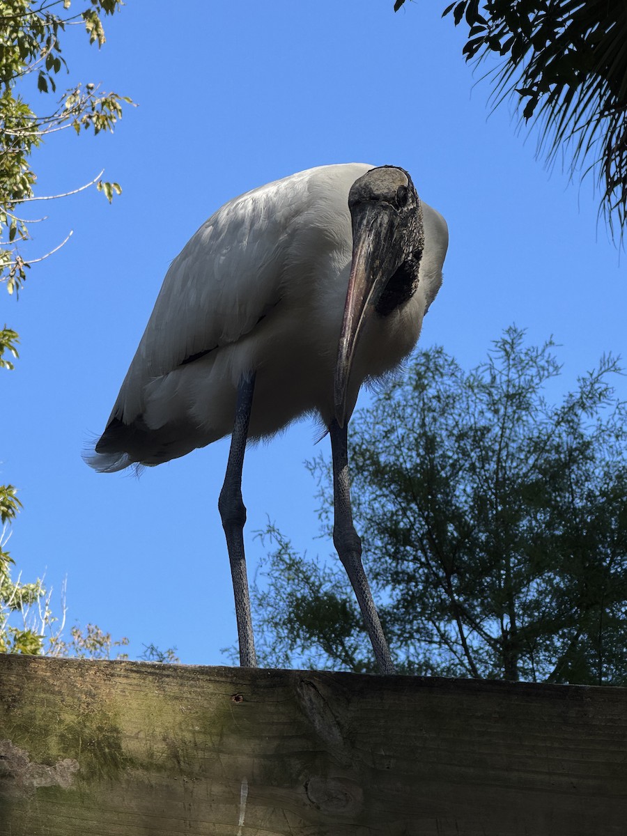 Tántalo Americano - ML645427857
