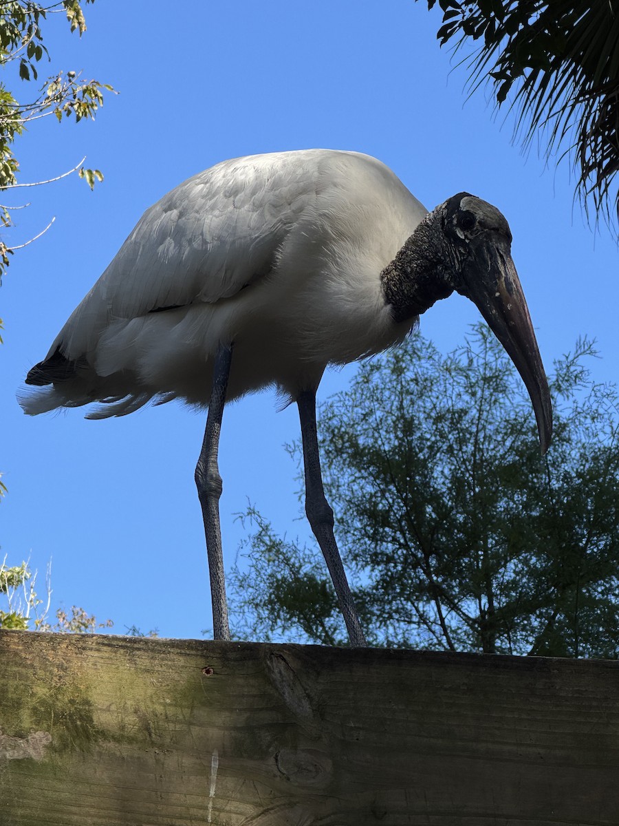 Tántalo Americano - ML645427858