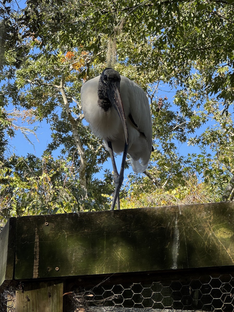 Tántalo Americano - ML645427859