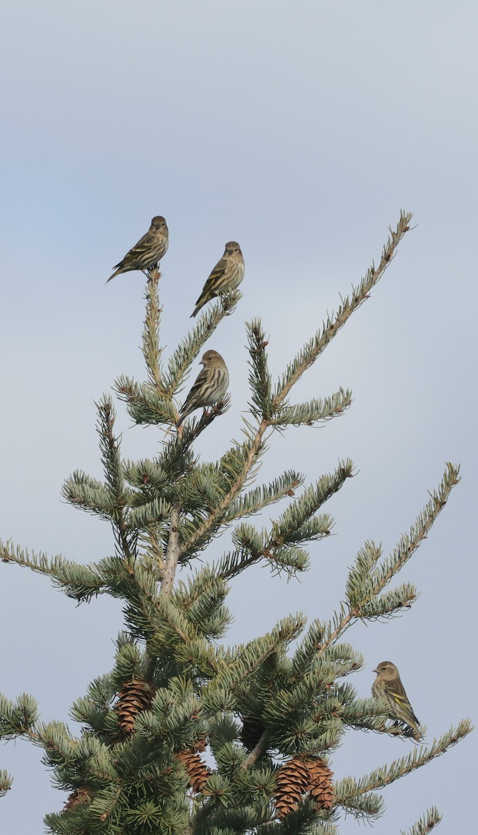 Pine Siskin - ML645427862