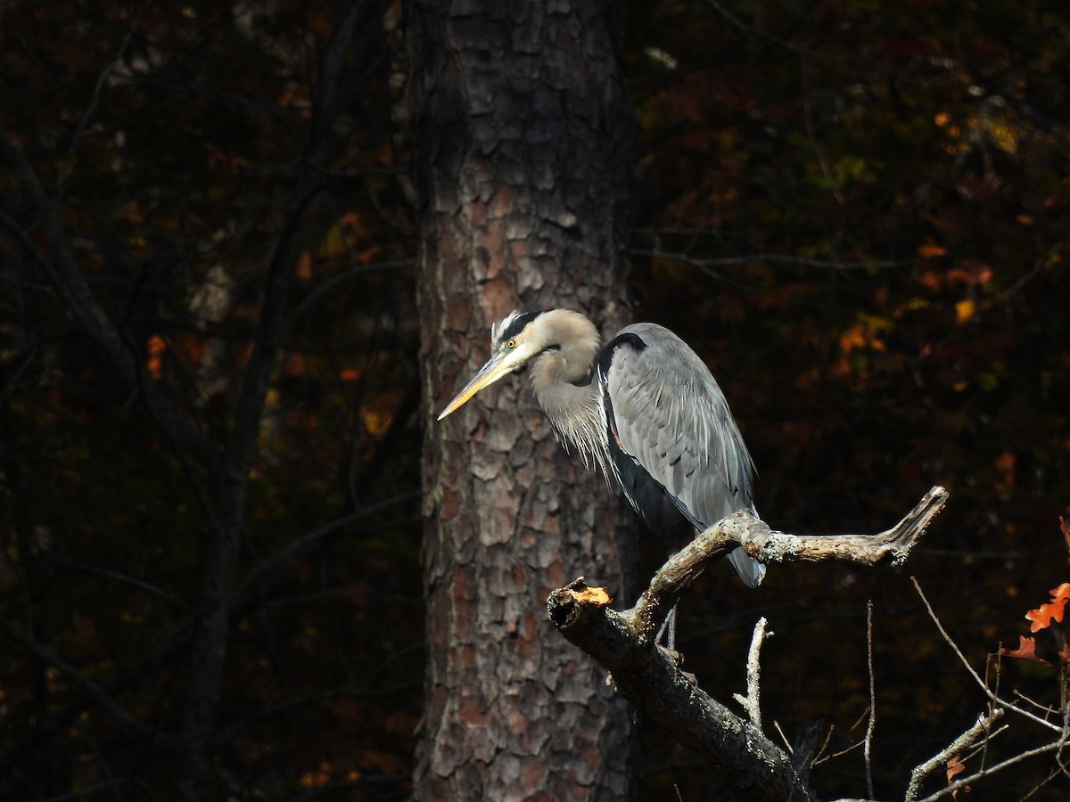 オオアオサギ - ML645427864