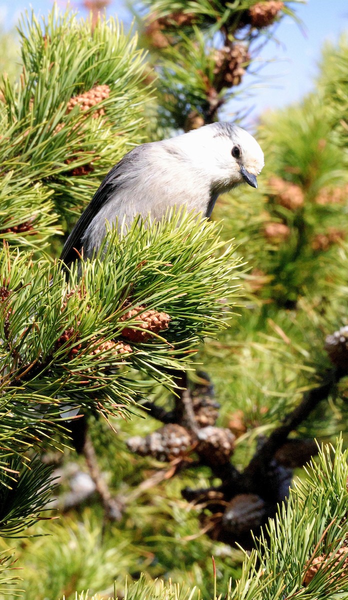 Canada Jay - ML645427870