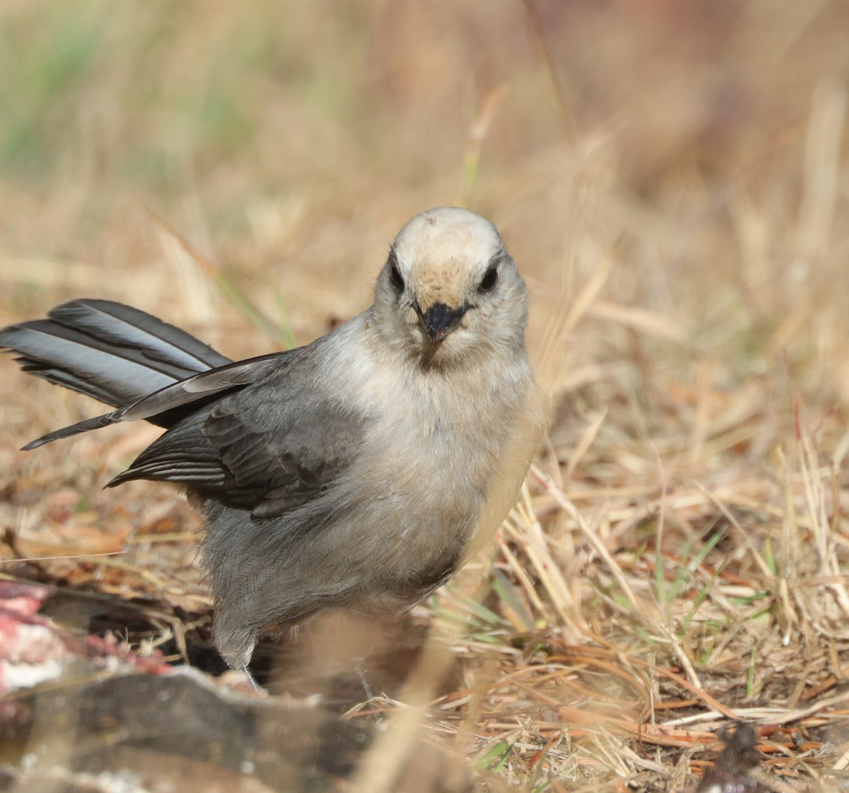Canada Jay - ML645427874