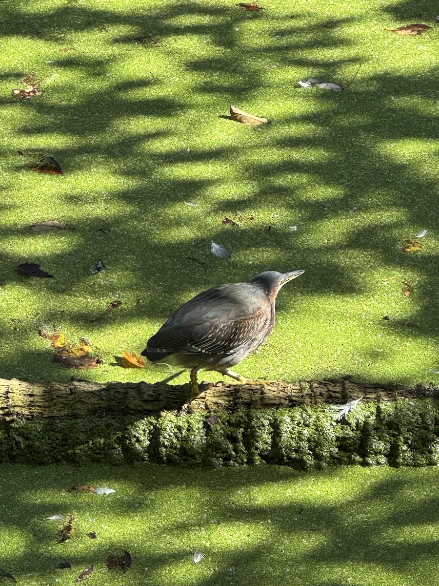 Garcilla Verde - ML645427875