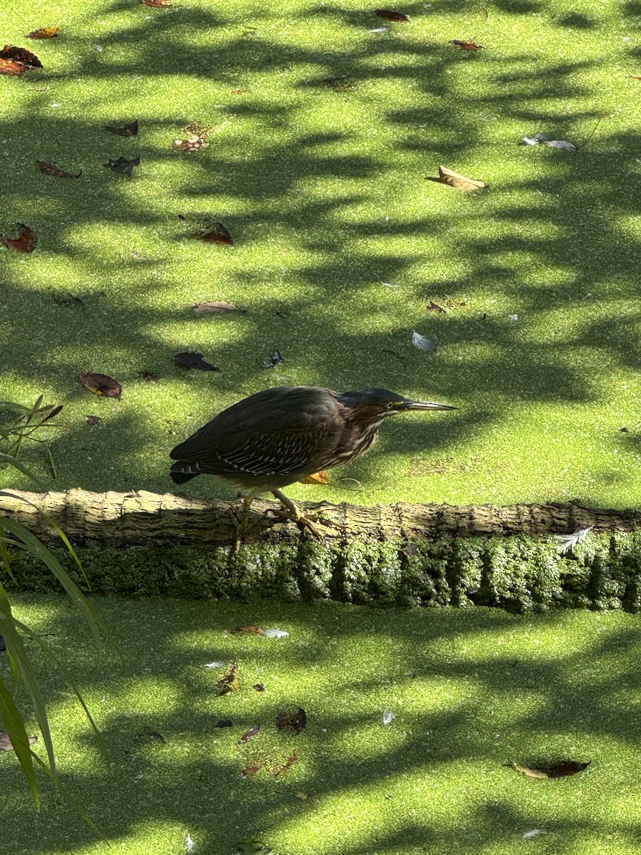 Garcilla Verde - ML645427876