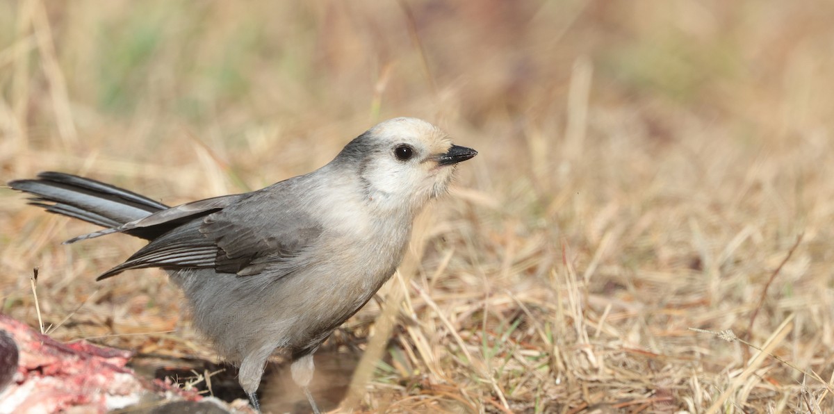 Canada Jay - ML645427878