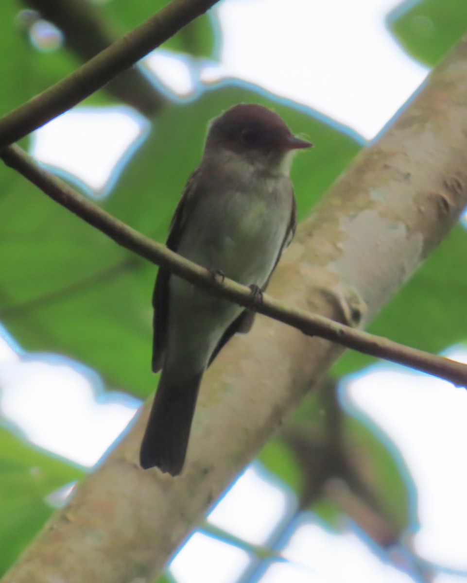 Восточный пиви - ML645427884