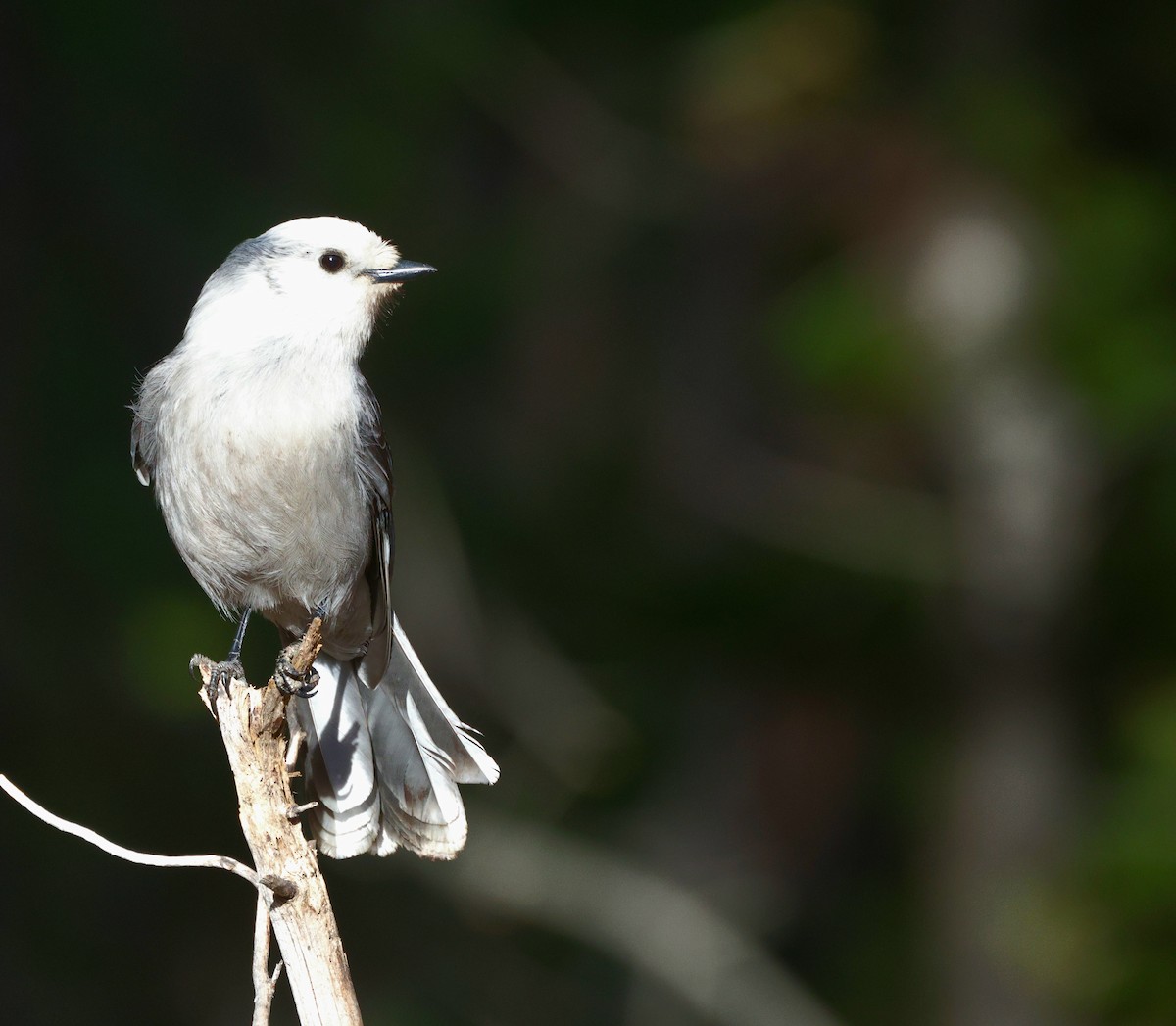Canada Jay - ML645427885