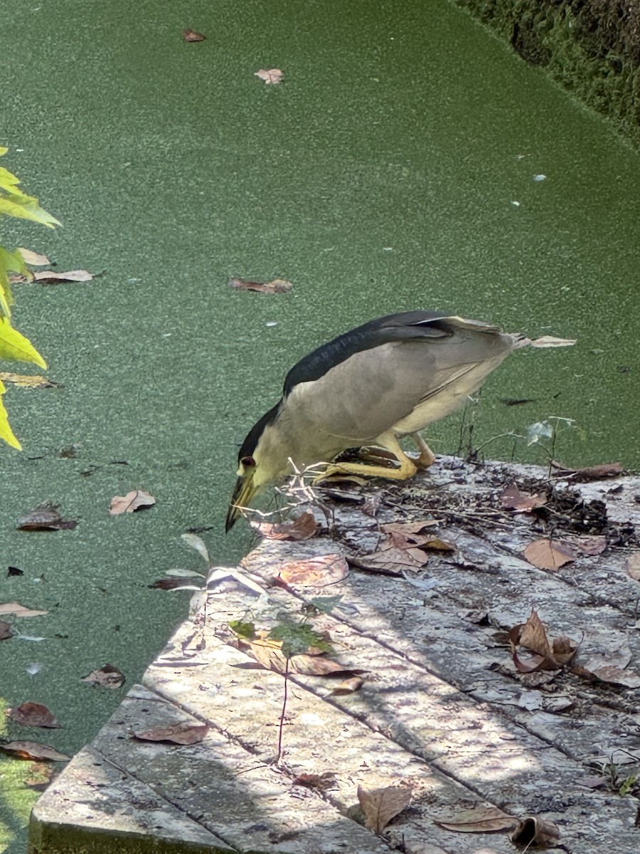 Martinete Común - ML645427887