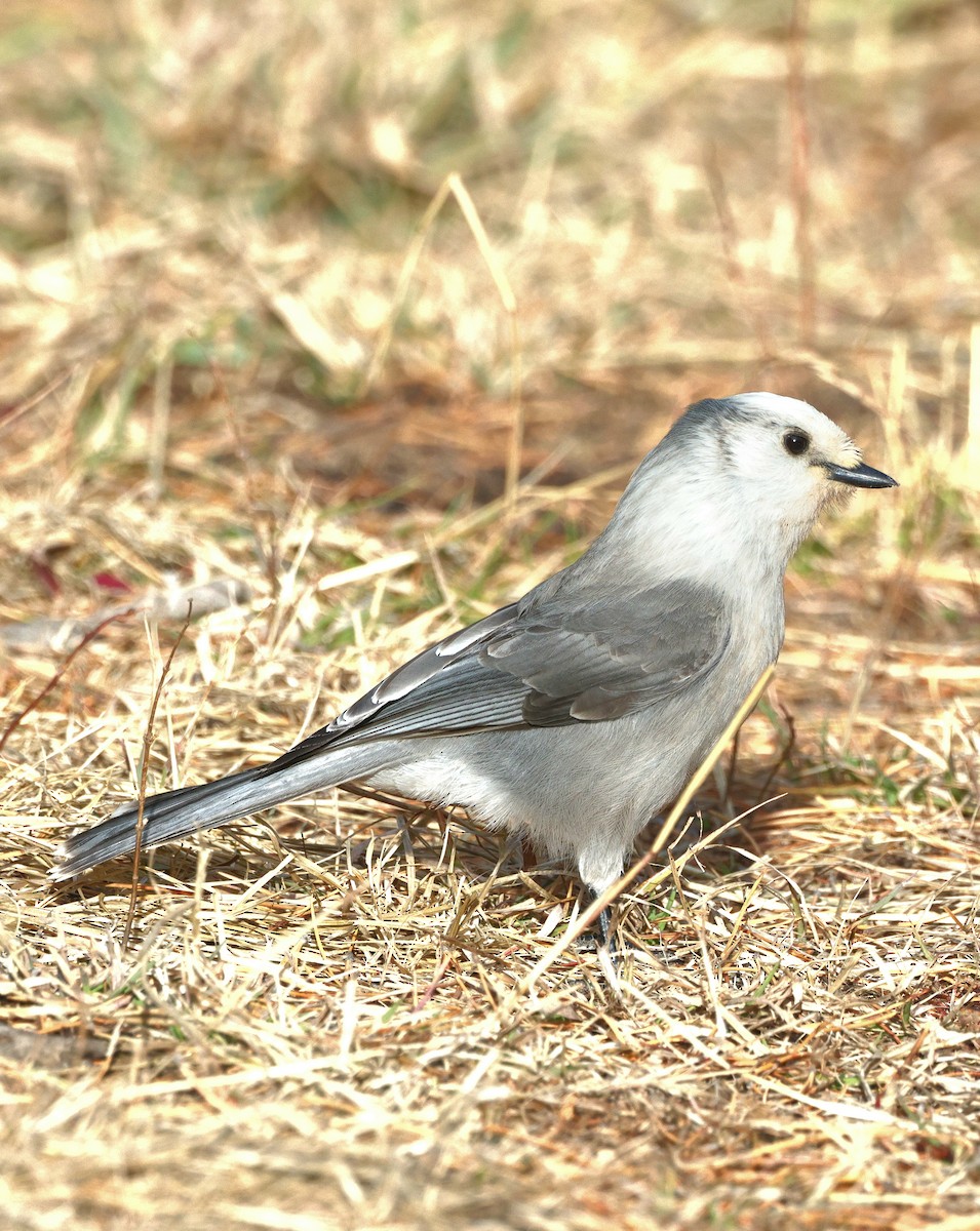 Canada Jay - ML645427890
