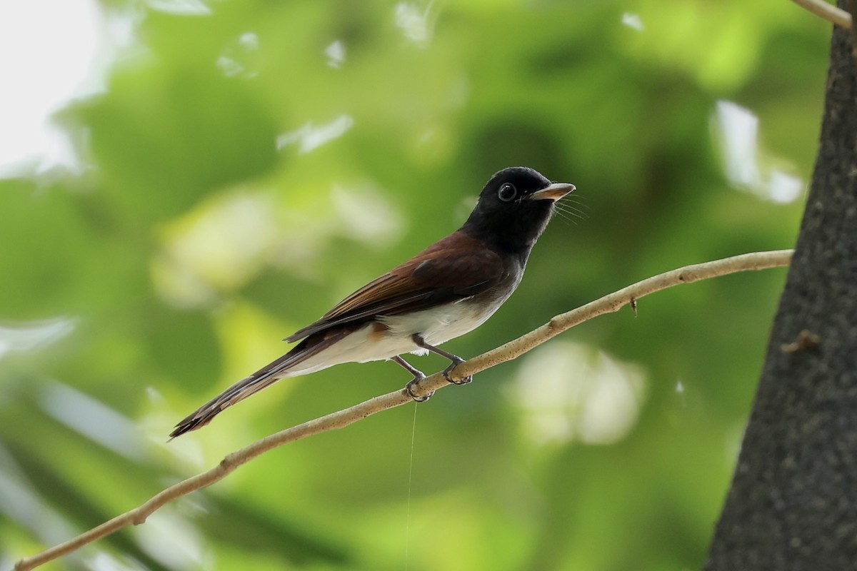 Black Paradise-Flycatcher - ML645427893