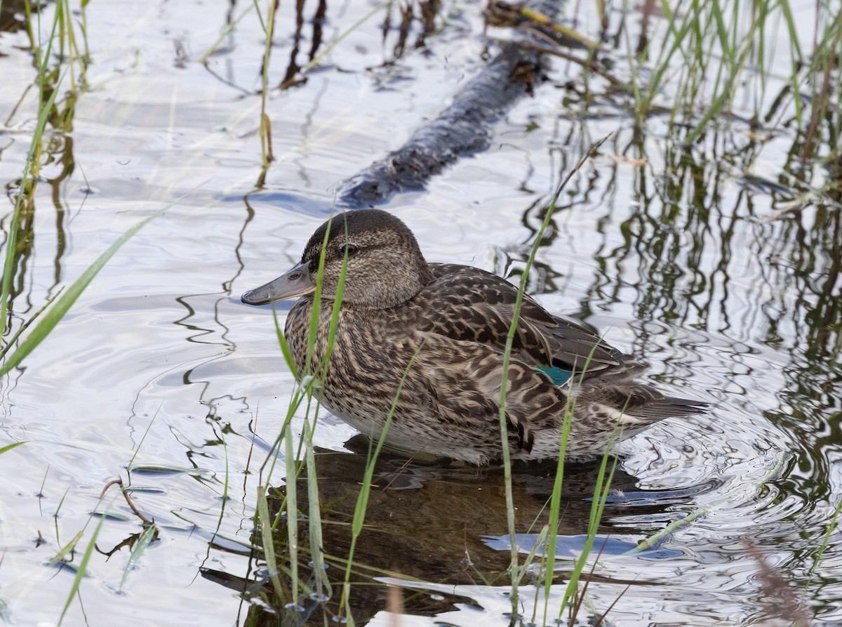Green-winged Teal - ML645427894
