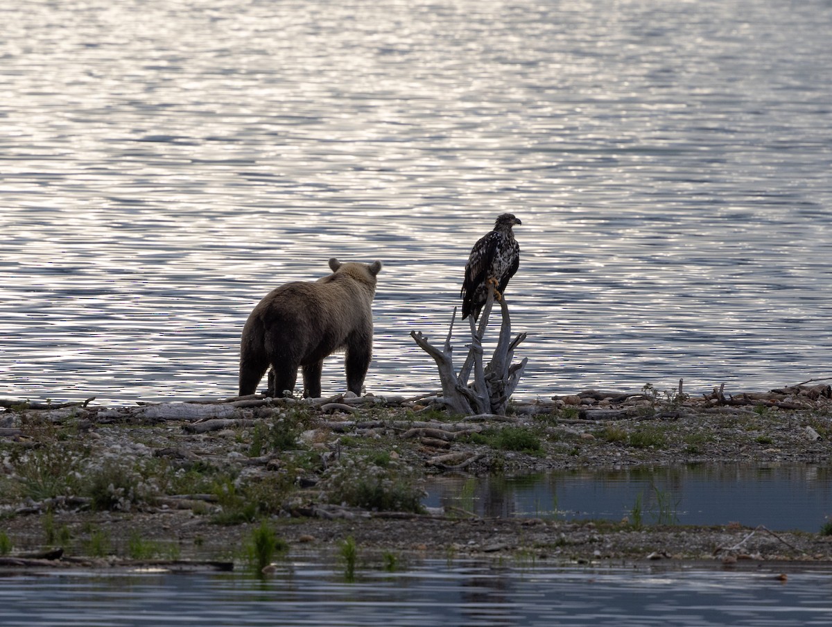 ハクトウワシ - ML645427896