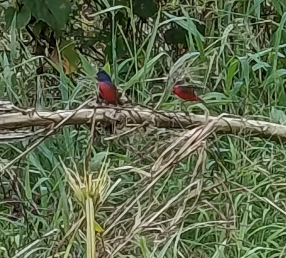 Painted Bunting - ML645427897