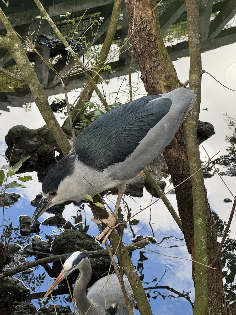 Martinete Común - ML645427898